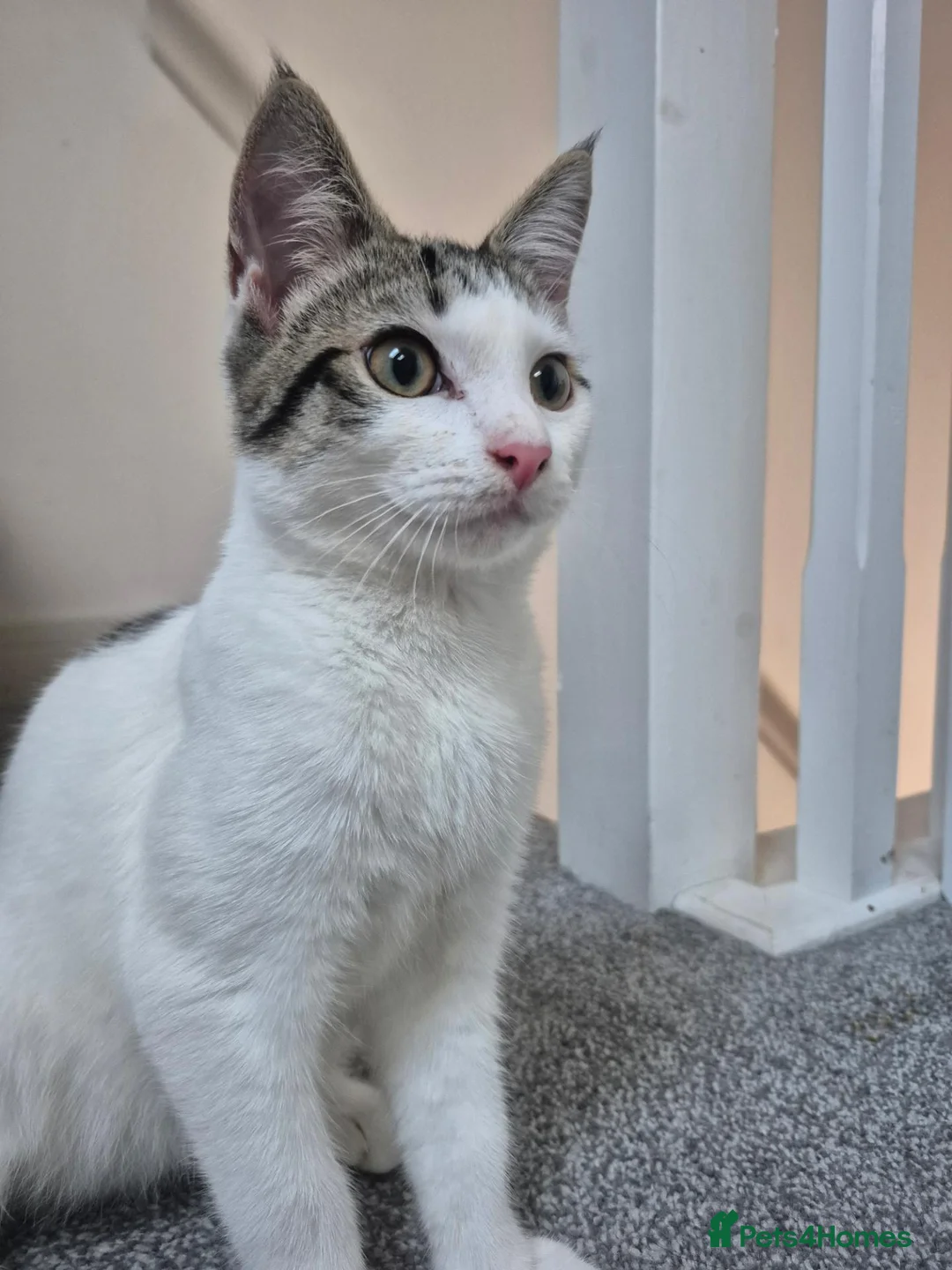 Mixed Breed cats for sale: 4m/o male foster for new home  - Advert 2
