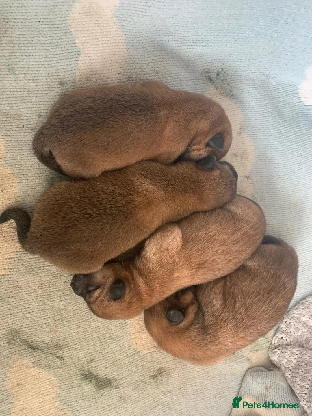 Japanese Shiba Inu dogs for stud: KC Registered Shiba Inu Stud Dog in Newcastle upon Tyne - Advert 12