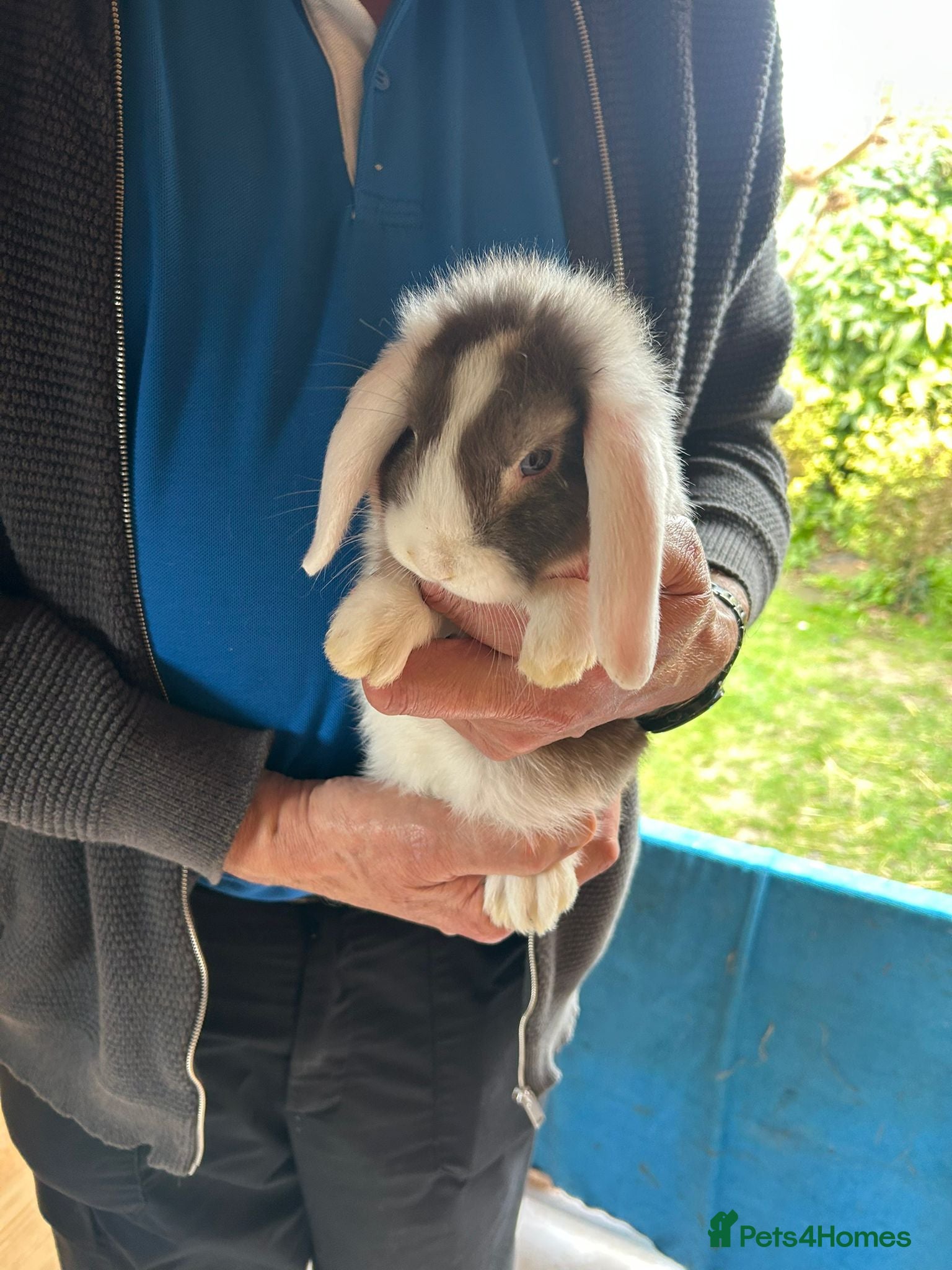 Mini Lop rabbits Mini lop bunnies  - Advert 1
