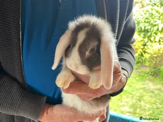 Mini Lop rabbits Mini lop bunnies - Advert 1