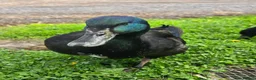 Ducks poultry for sale: Cayuga Ducks in Durham - Advert 6