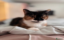 Domestic Shorthair cats for sale: Ginger male kitten  - Image 3