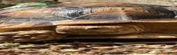 Tortoise reptiles for sale: Male sulcata tortoise for sale  - Advert 3