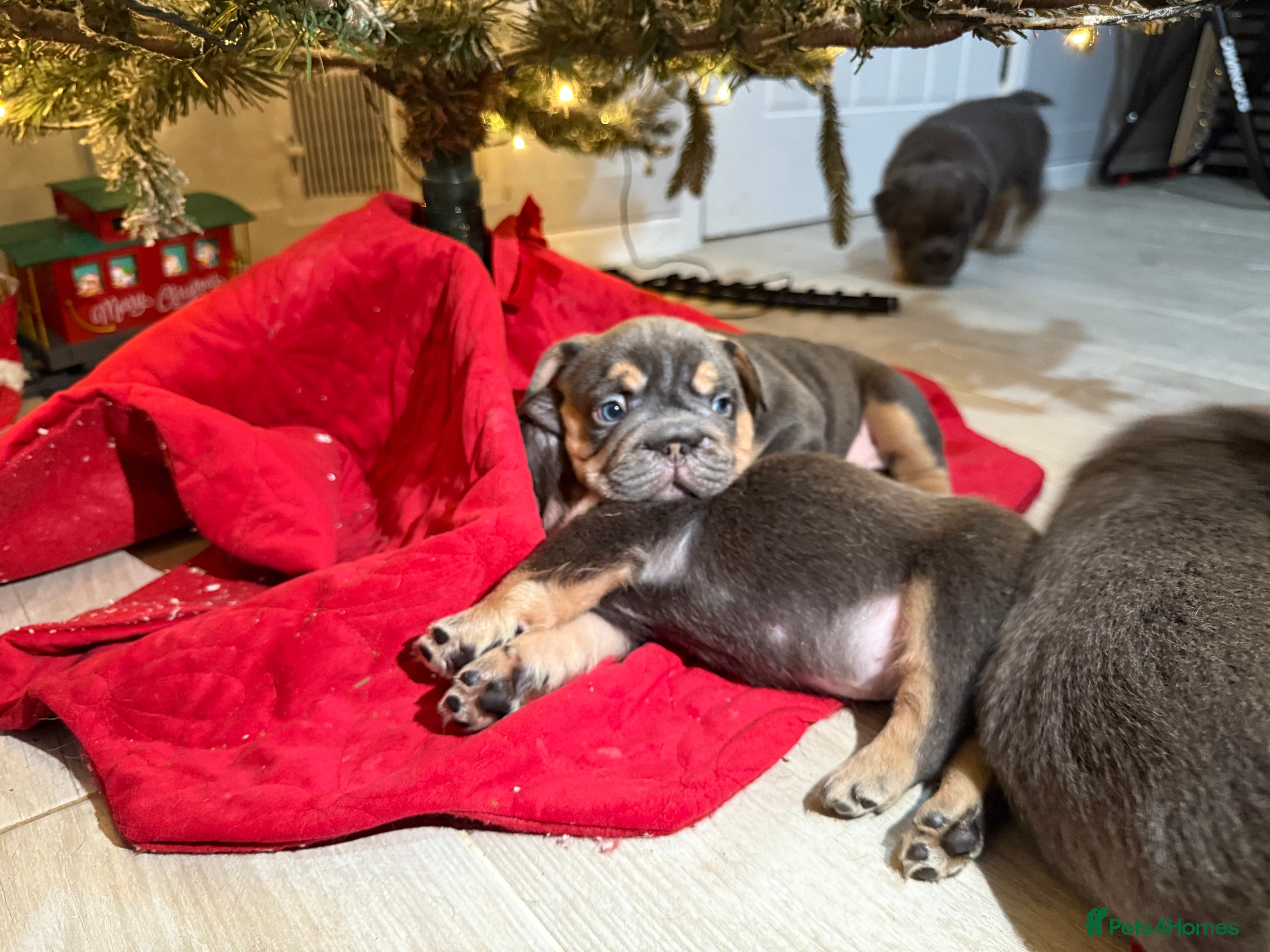 French Bulldog dogs French bulldog  - Advert 16