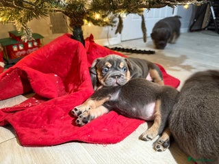 French Bulldog dogs French bulldog - Advert 16