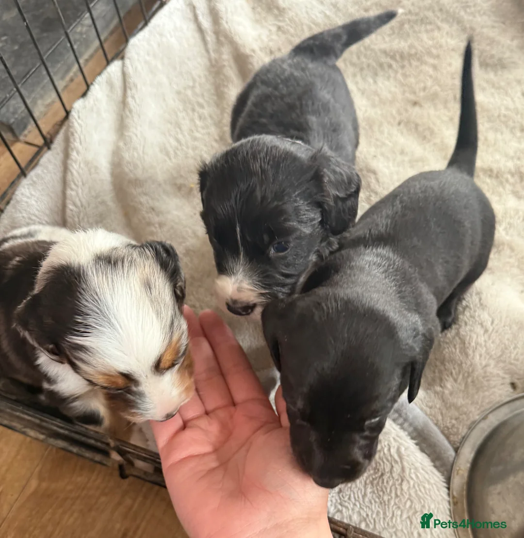 Mixed Breed dogs for sale: Dachshund cross - Advert 2