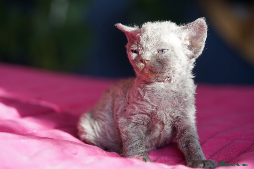 Devon Rex cats for sale: 💙 Devon Rex Female Kitten Available 💙 - Image 26