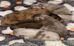 Pomchi dogs for sale: 3/4 Pomeranian 1/4 chihuahua  rainbow litter - Image 2