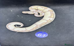 Python Snake reptiles for sale: Royal pythons from £60 - Image 16