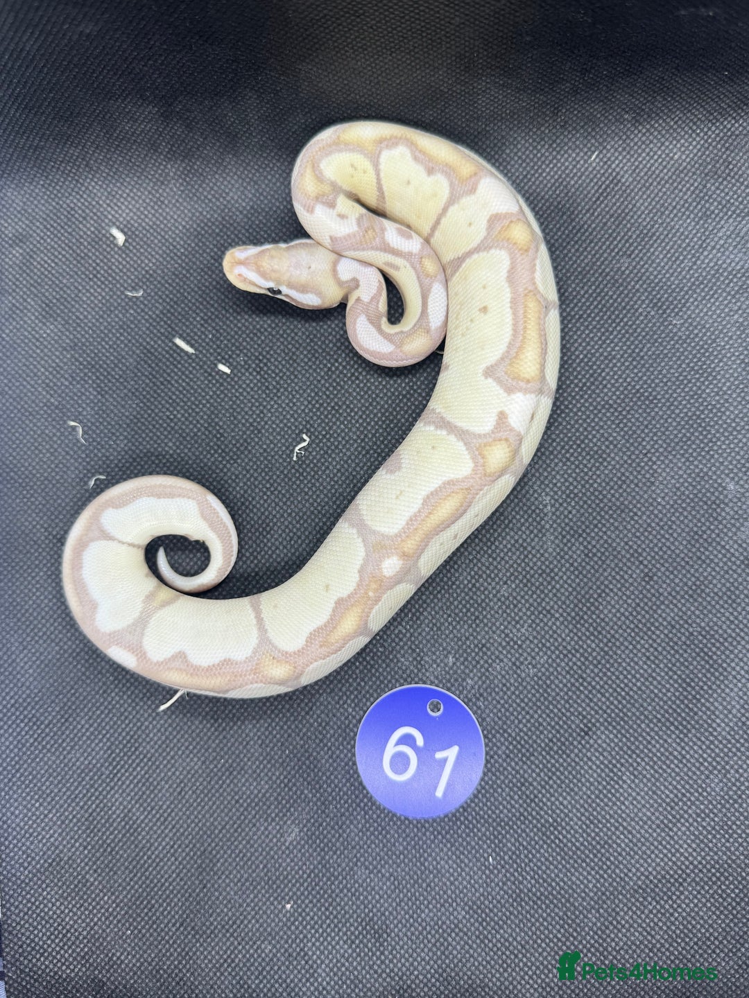Python Snake reptiles for sale: Royal pythons from £60 - Image 16