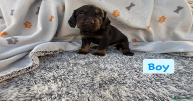 Cocker Spaniel dogs - Advert 16