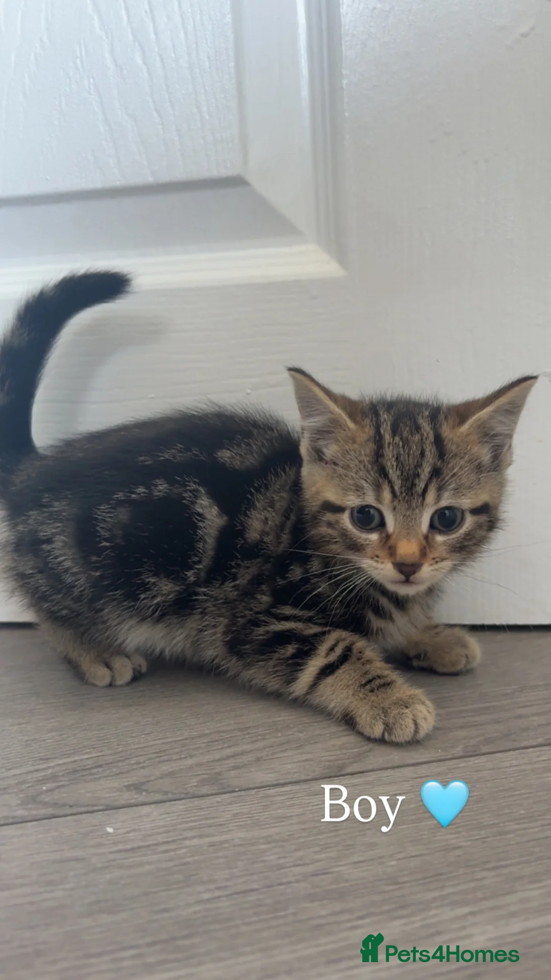Mixed Breed cats for sale: beautiful kittens looking for their forever home  - Advert 10