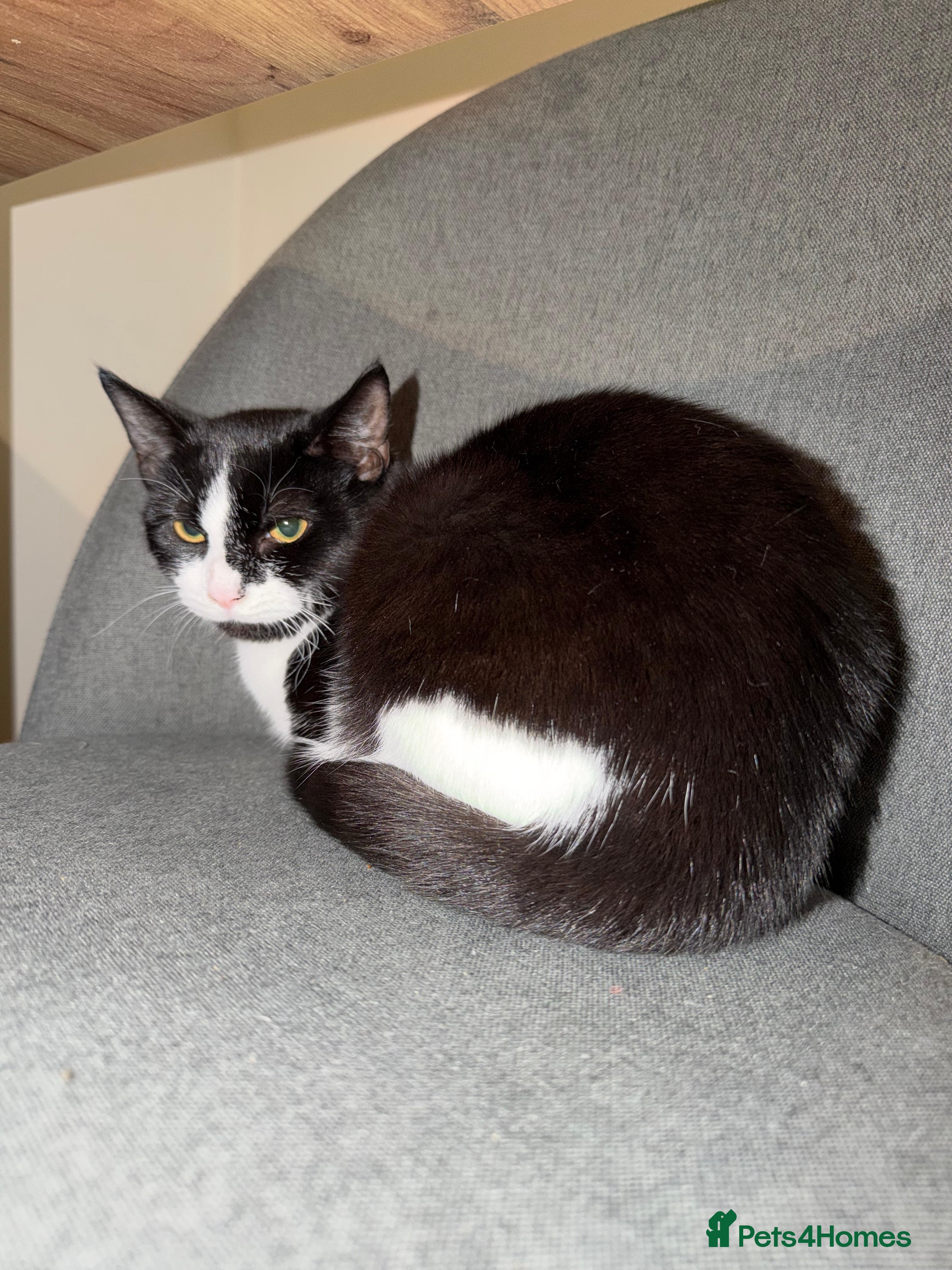 Mixed Breed cats Female cat  - Advert 2