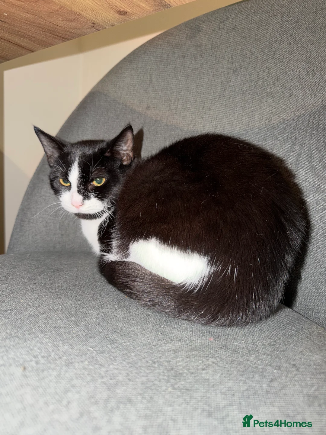 Mixed Breed cats for sale: Female cat  - Advert 1