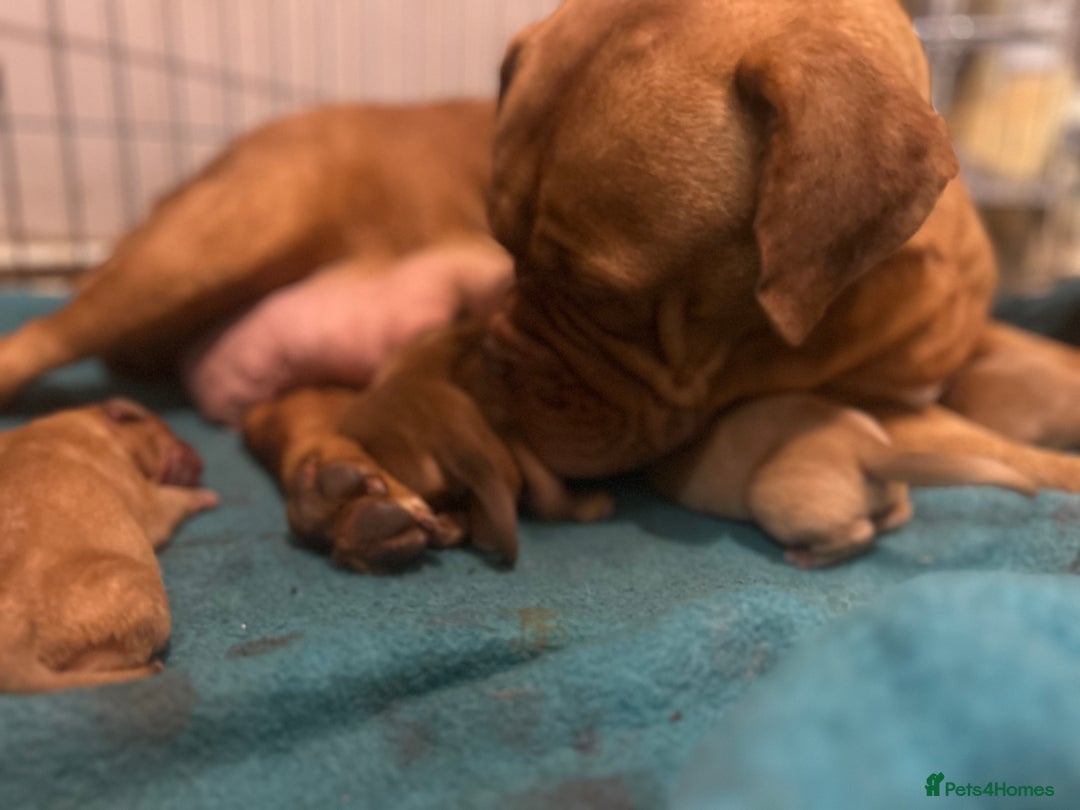 Dogue De Bordeaux dogs for sale: Dogue de Bordeaux pups - Image 11