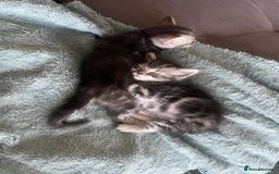 Mixed Breed cats for sale: British longhair cross kittens  - Image 2