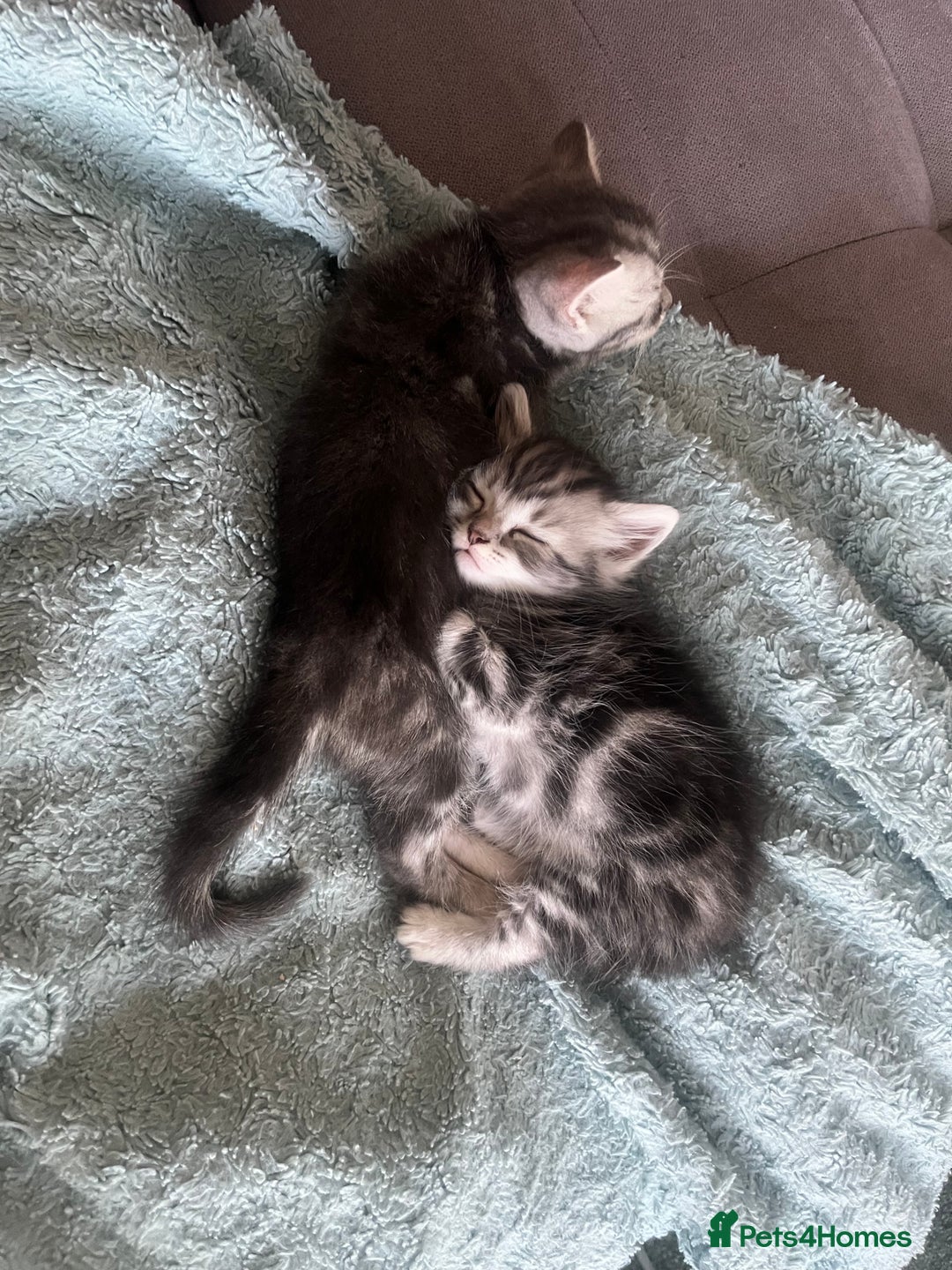 Mixed Breed cats for sale: British longhair cross kittens  - Image 2