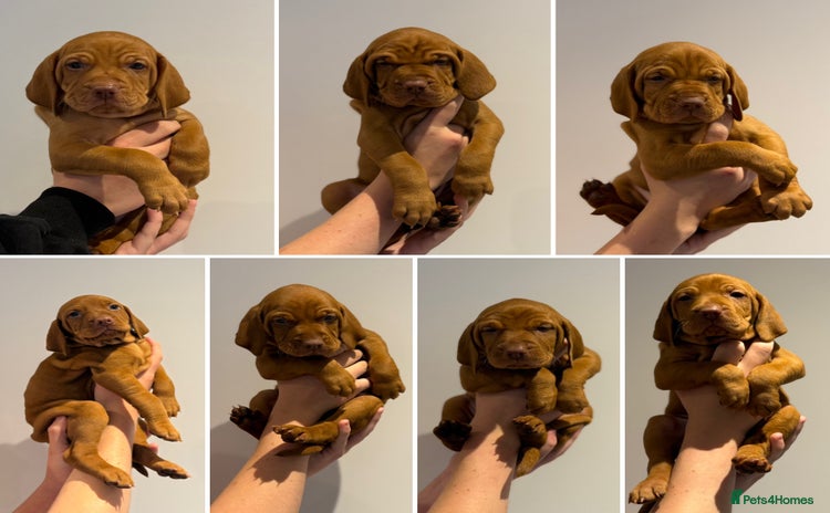 Hungarian Vizsla dogs - Advert 2