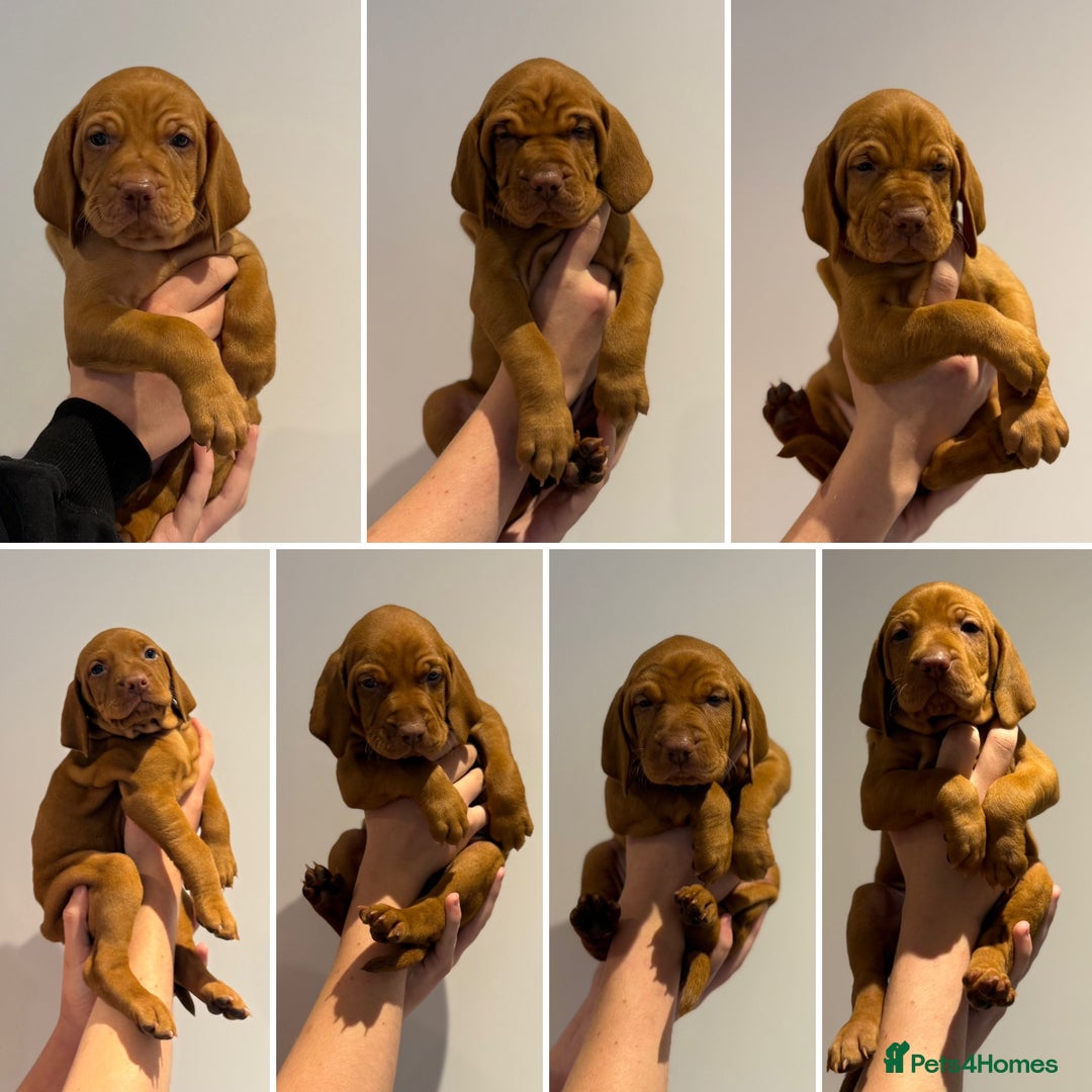 Hungarian Vizsla dogs for sale: KC regarding Hungarian Vizsla puppies - Image 2