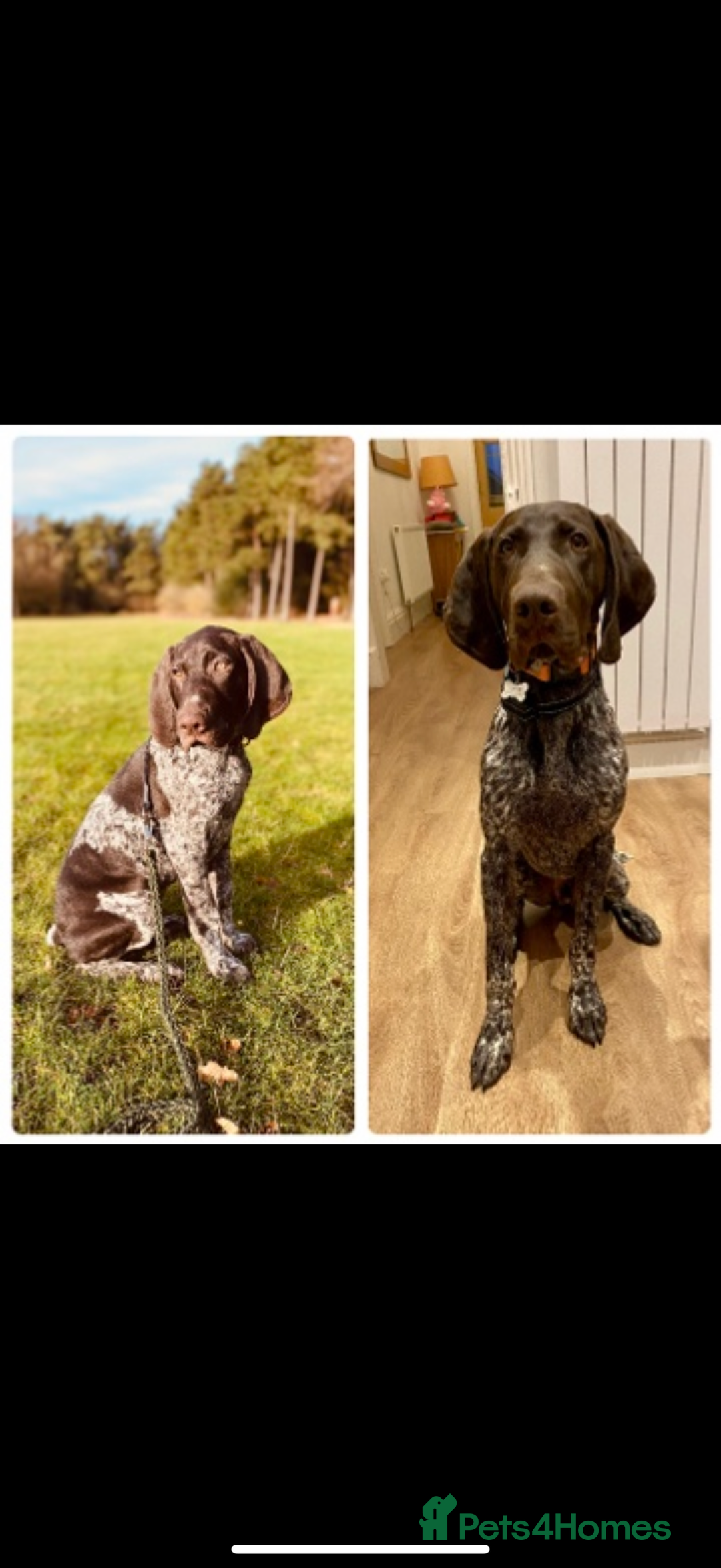 German Shorthaired Pointer dogs for sale: Perfect home needed for 3 year old GSP male - Advert 6