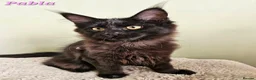 Maine Coon cats for sale: Beautiful Maine Maine Coon Girls ❤️ - Advert 9