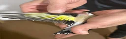 Canaries birds for sale: SIBERIAN GOLDFINCH  in Smethwick - Advert 5