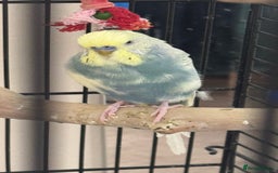Budgerigars birds for sale: Two male budgies - Image 5