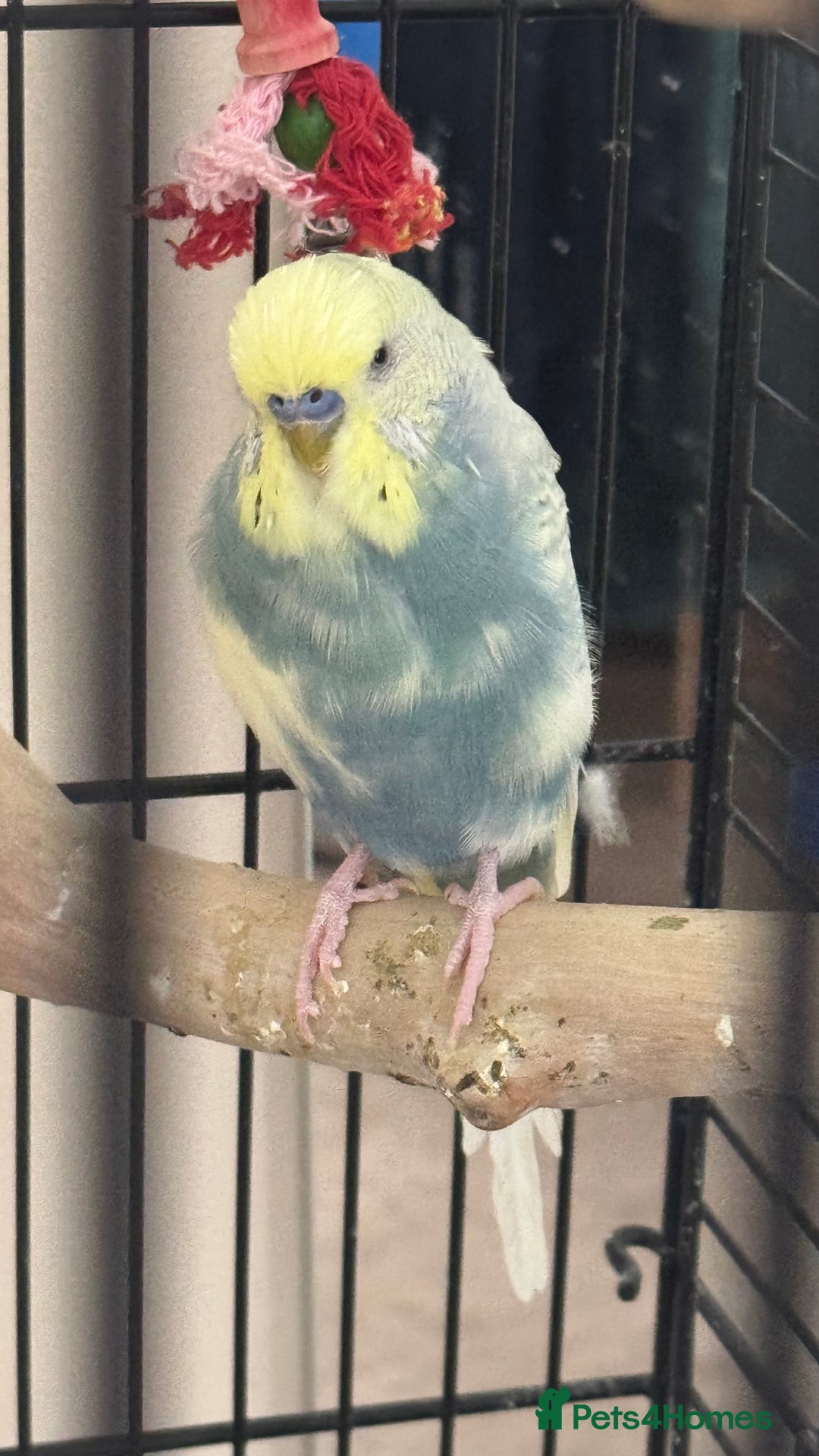 Budgerigars birds for sale: Two male budgies - Image 5