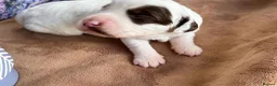 Sproodle dogs for sale: ✨RARE TRICOLOUR TUXEDO MERLE SPROODLES🐾❤️✨ TESTED - Advert 34