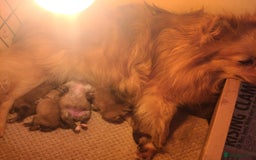 Pomeranian dogs for sale: Pomeranian puppies  - Image 7