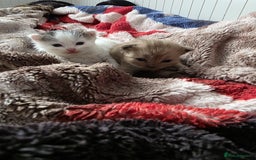 Mixed Breed cats for sale: Kittens😻Ragdoll x domestic cat short hair 😽 - Image 14