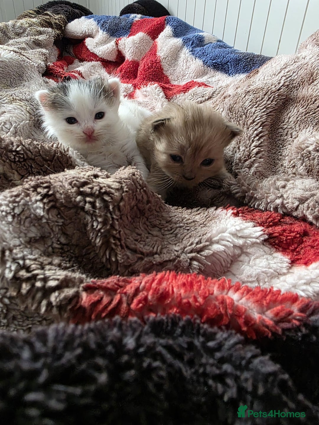 Mixed Breed cats for sale: Kittens😻Ragdoll x domestic cat short hair 😽 - Image 14