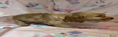 Cocker Spaniel 5
