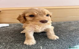 Cockapoo dogs for sale:  🐾F1 Cockapoo Puppies🐾READY NOW🐾 - Image 7