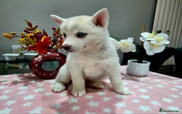 Pomsky dogs for sale: Perfect medium size Pomsky - Image 30