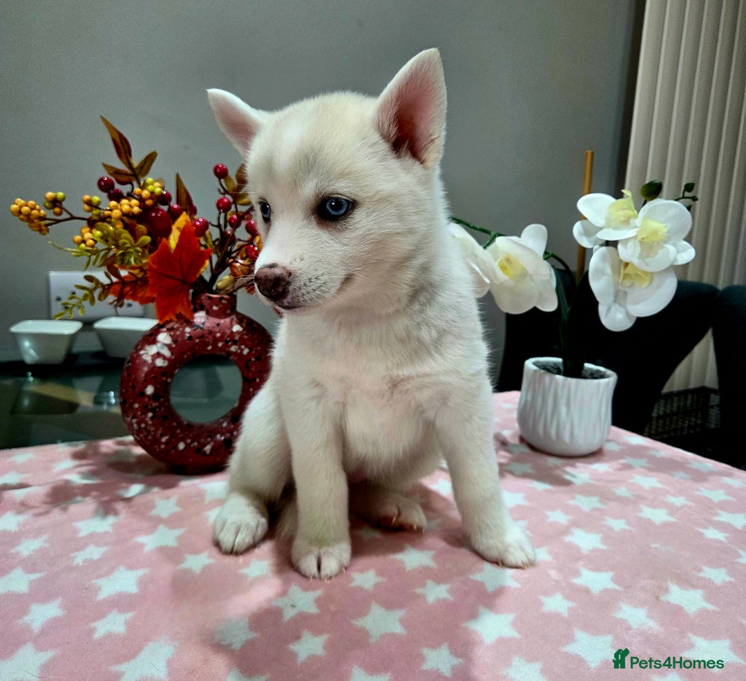 Pomsky dogs for sale: Perfect medium size Pomsky - Image 30