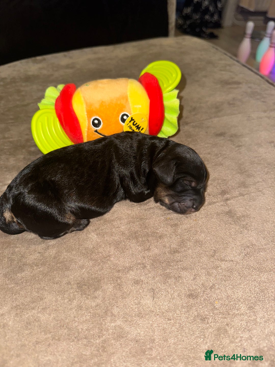 Cockapoo dogs for sale: Tri cockapoo girl  - Image 7