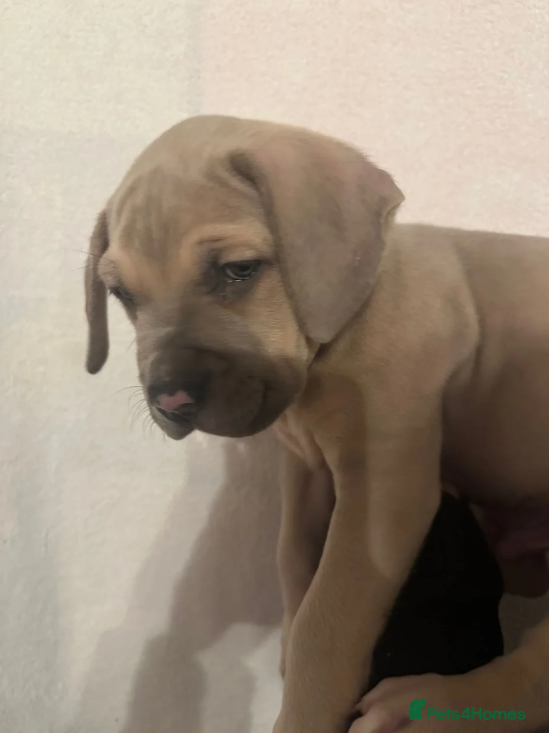 Mixed Breed dogs for sale: Cane corso x Alpha blueblood bull dog - Advert 6