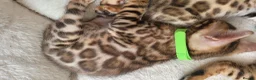 Bengal cats for sale: TICA Registered Bengal Kittens - Advert 12