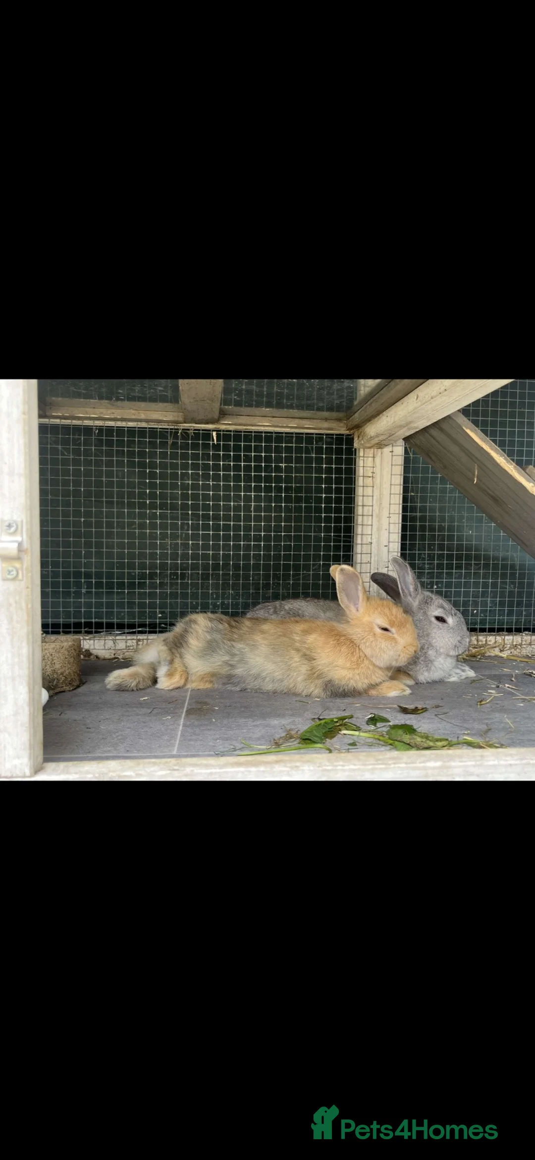 Netherland Dwarf rabbits for sale: 2x 2 year old Netherland dwarf rabbits,  - Advert 1