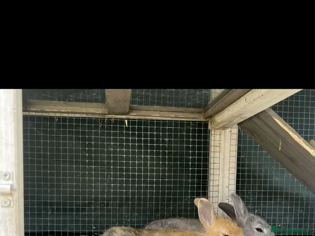 Netherland Dwarf rabbits for sale: 2 Netherlands dwarf rabbits, brother and sister. - Advert 1