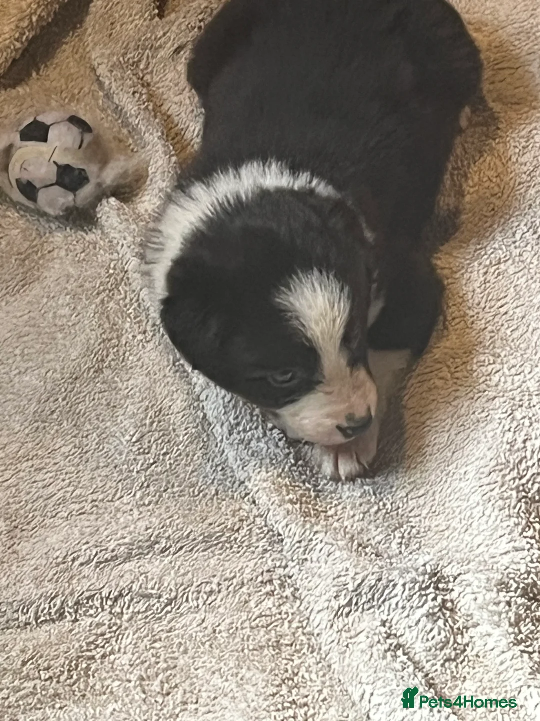 Border Collie dogs for sale: Border collie puppies, excellent litter!!  - Advert 10