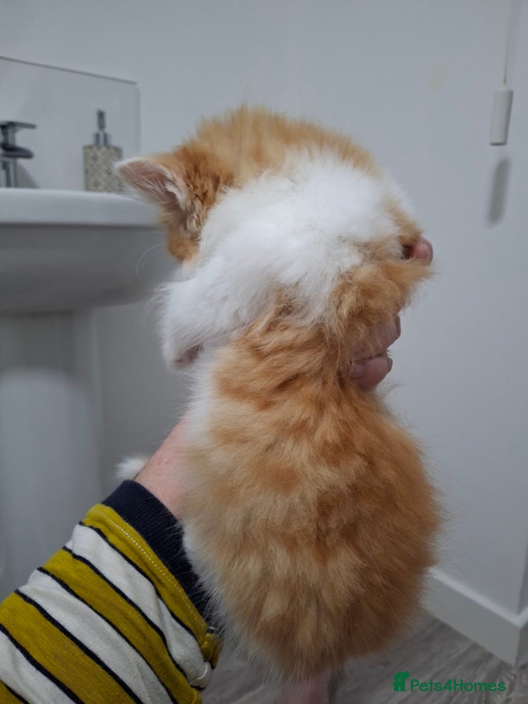 Maine Coon cats for sale: Beautiful Part Maine Coon/Ragdoll Long Haired Male - Advert 16