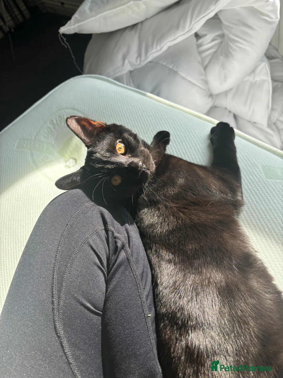 Domestic Shorthair cats for sale:  🐾 Meet Lenny – The Sweetest Little Shadow - Advert 2