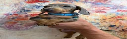 Miniature Dachshund dogs for sale: 💫❤️Supreme miniature dachshund puppies❤️💫  - Advert 14