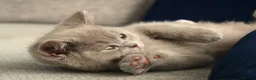 British Shorthair cats for sale: Chunky Teddy Bear ✨ Pure British Shorthair Kittens - Advert 17