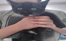 Mixed Breed cats for sale: 1 grey girl left, very lively and lots of fun in Welshpool - Image 11