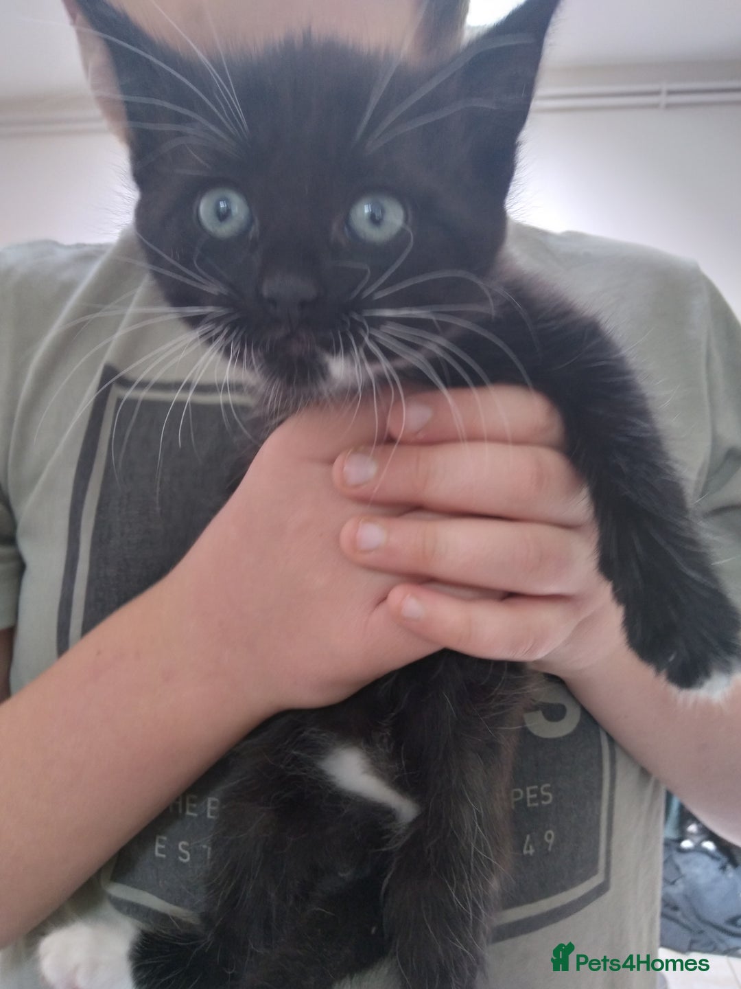Mixed Breed cats for sale: 1 grey girl left, very lively and lots of fun in Welshpool - Image 11