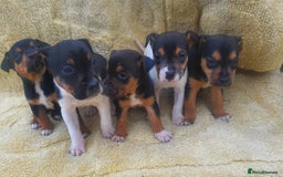 Jack Russell dogs for sale: Jack russell puppies - Image 7