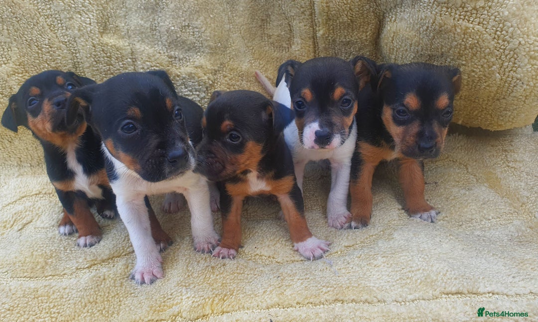 Jack Russell dogs for sale: Jack russell puppies - Image 7